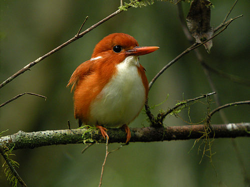 Madagascan pygmy kingfisher